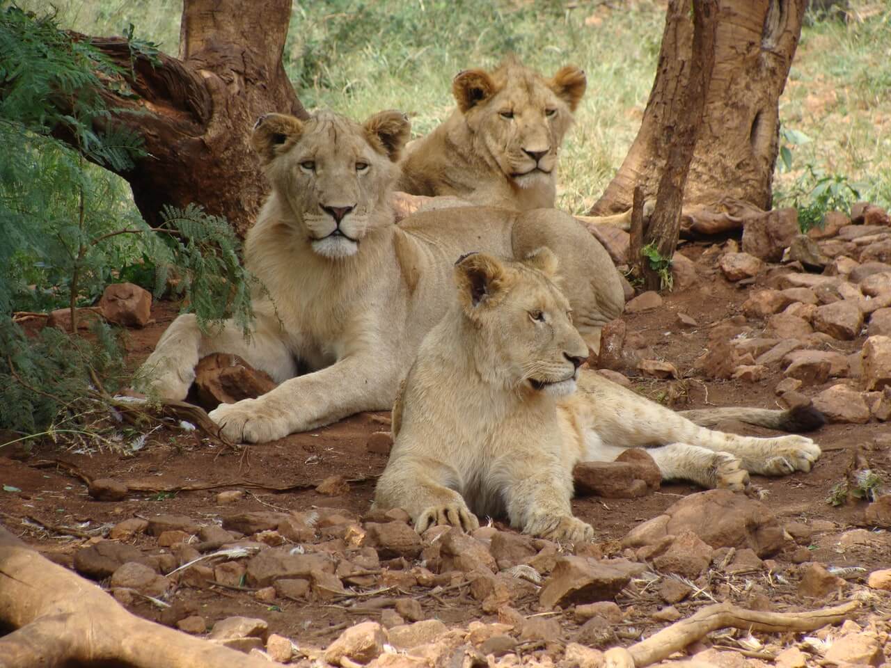 Tansania mit Kenia in 12 Tagen, Camping Gruppenreise