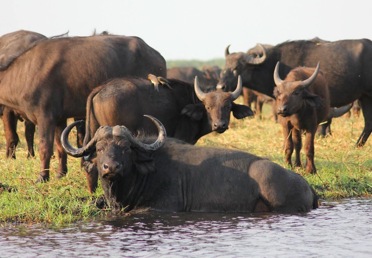  Serengeti Safari in 7 Tagen, Privatreise
