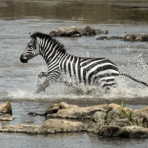 Zebra im Wasser im Serengeti National Park