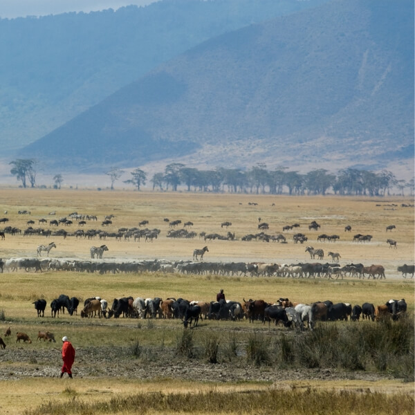 Tansania Safari in 6 Tagen, Privatreise