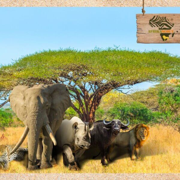 Die Big Five – Was bedeutet diese Bezeichnung eigentlich?