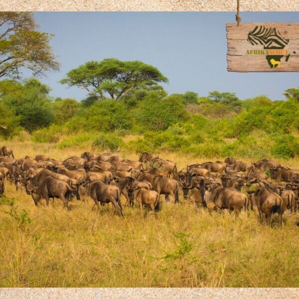 Serengeti-Nationalpark – Wir zeigen dir die Great Migration oder: Die große Wanderung der Huftiere