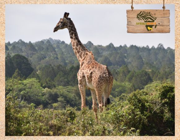 Arusha Nationalpark – Besuch der Momella Seen