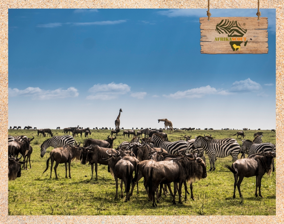 Große Tierwanderung in der Serengeti: Herden von Gnus und Zebras ziehen über die weiten Graslandschaften, im Hintergrund Giraffen unter klarem, blauem Himmel
