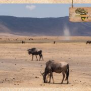 Gnus in der weiten Ebene des Ngorongoro-Kraters mit staubigem Boden und aufsteigendem Windwirbel – typische Szenerie bei einer geführten Wanderung entlang des Kraterrands in Tansania
