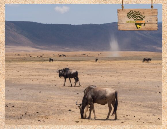 Ngorongoro Krater – Wanderung mit Naturführer am Kraterrand
