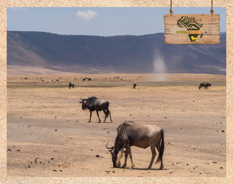 Gnus in der weiten Ebene des Ngorongoro-Kraters mit staubigem Boden und aufsteigendem Windwirbel – typische Szenerie bei einer geführten Wanderung entlang des Kraterrands in Tansania