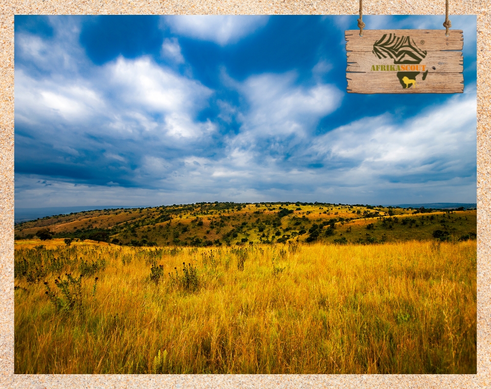 Weite Savannenlandschaft in Tansania während der Regenzeit mit dramatischem Himmel, sattem Gras und vereinzelten Büschen – typische Szene in der grünen Jahreszeit Afrikas