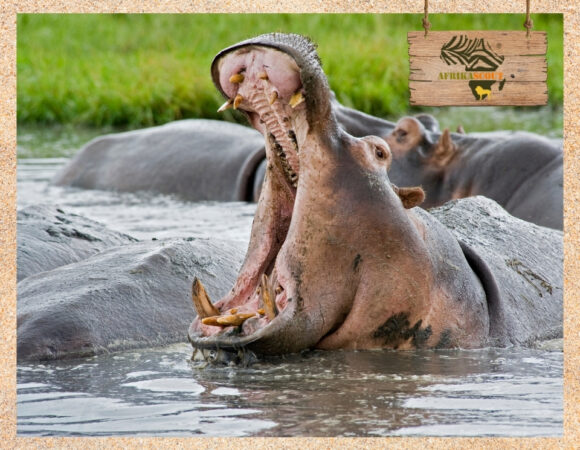 Katavi-Nationalpark – Abgelegene Safari-Perle mit riesigen Büffelherden