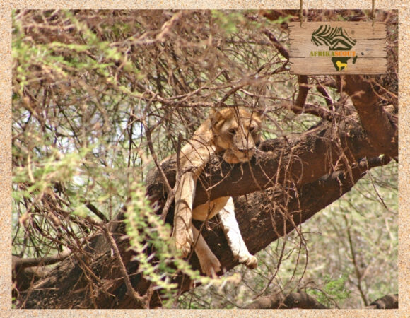 Lake Manyara Nationalpark – Heimat der kletternden Löwen