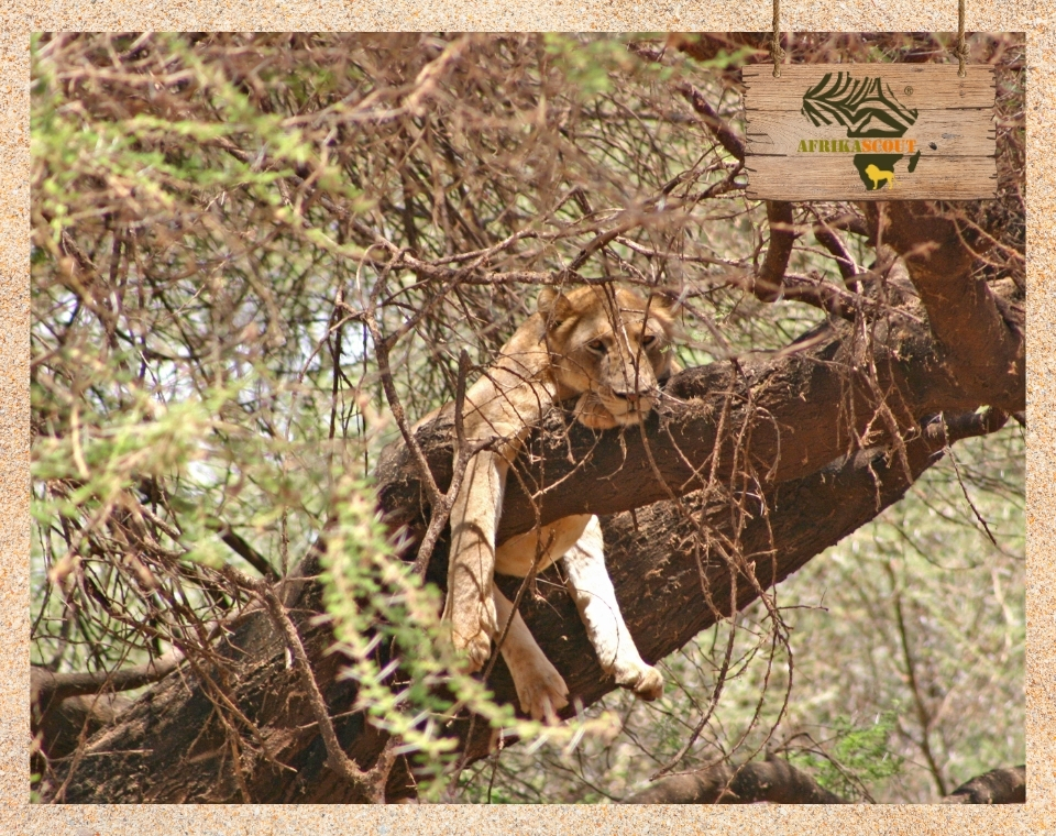 Löwin ruht entspannt auf einem Ast im dichten Geäst eines Baumes im Lake Manyara Nationalpark in Tansania – bekannt für seine außergewöhnlichen baumkletternden Löwen.