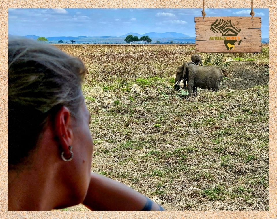 Eine Frau blickt aus einem Safari-Fahrzeug auf zwei Elefanten, die durch die trockene Graslandschaft des Mikumi-Nationalparks in Tansania ziehen. Im Hintergrund erstrecken sich Berge unter einem wolkigen Himmel – ein Moment voller Ruhe und Naturnähe in der sogenannten „Kleinen Serengeti“.