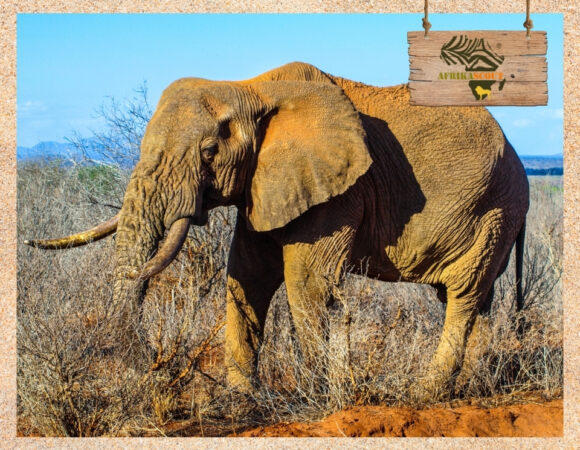 Mkomazi Nationalpark – Das verborgene Paradies für Safaris in Tansania