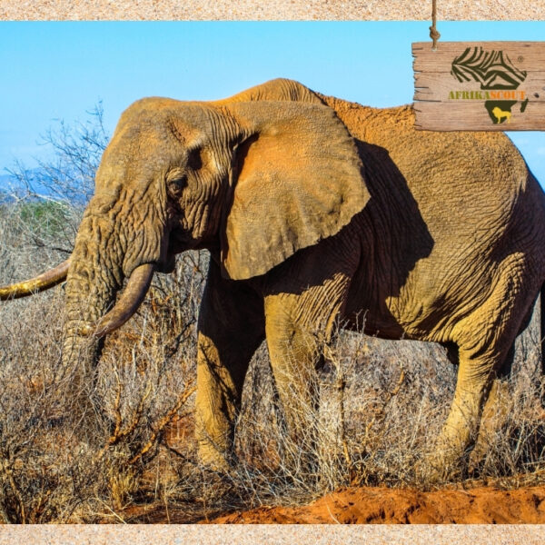 Mkomazi Nationalpark – Das verborgene Paradies für Safaris in Tansania