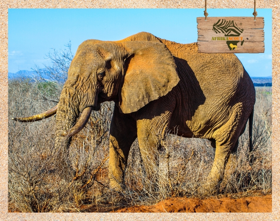 Ein majestätischer Elefant im Mkomazi Nationalpark – Ein verborgenes Paradies für Safaris in Tansania, bekannt für seine vielfältige Tierwelt und unberührte Natur.