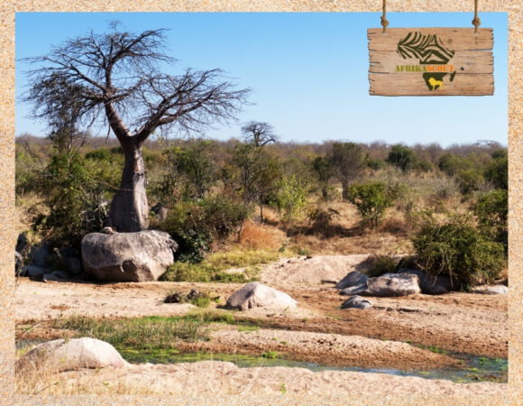 Ruaha-Nationalpark – Wild und unberührt, perfekt für echte Afrika Safari Liebhaber