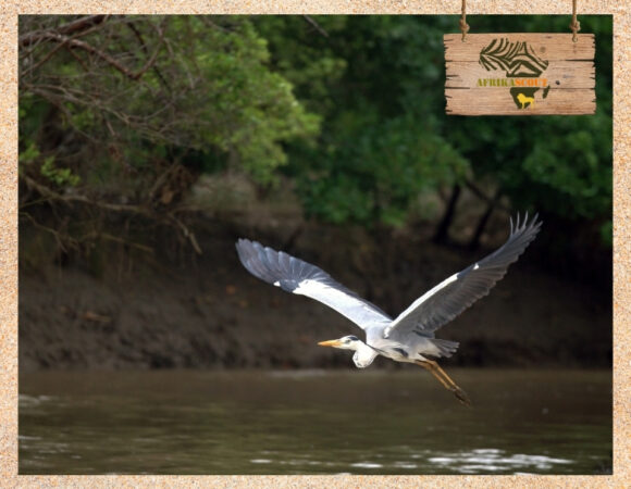 Saadani Nationalpark – Tansanias einzigartiges Safari-Paradies am Indischen Ozean