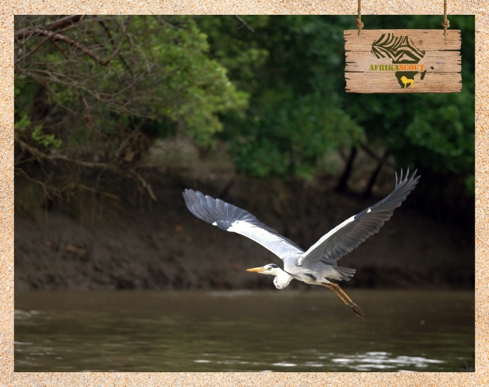 Saadani Nationalpark – Tansanias einzigartiges Safari-Paradies, mit einem majestätischen Vogel, der in der freien Natur zu sehen ist.