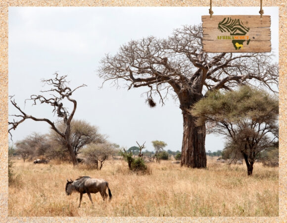 Tarangire-Nationalpark – Ein Paradies für Elefanten und Baobab-Bäume