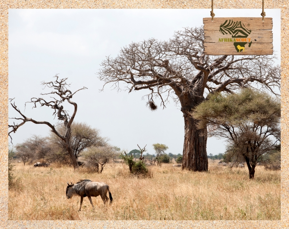 Tarangire-Nationalpark: Baobab-Bäume in Tansania entdecken