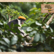 Ein Red Colobus Äffchen im Udzungwa Mountains Nationalpark – Ein Geheimtipp für Naturliebhaber in Tansania, bekannt für seine einzigartige Flora und Fauna.