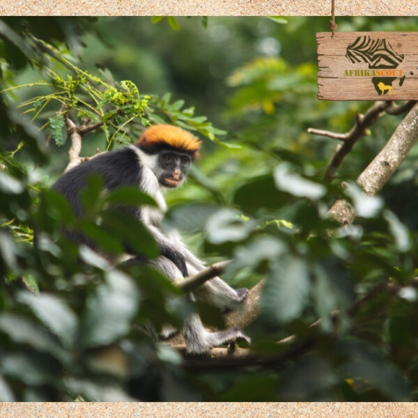 Udzungwa Mountains Nationalpark – Ein Geheimtipp für Naturliebhaber in Tansania