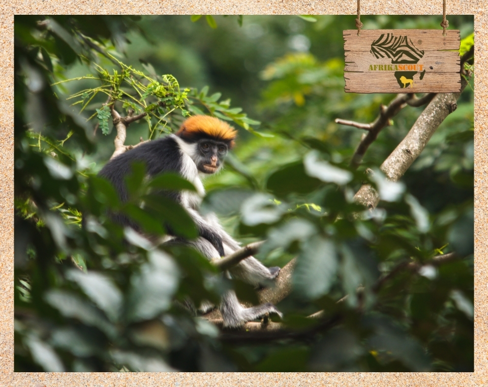 Ein Red Colobus Äffchen im Udzungwa Mountains Nationalpark – Ein Geheimtipp für Naturliebhaber in Tansania, bekannt für seine einzigartige Flora und Fauna.